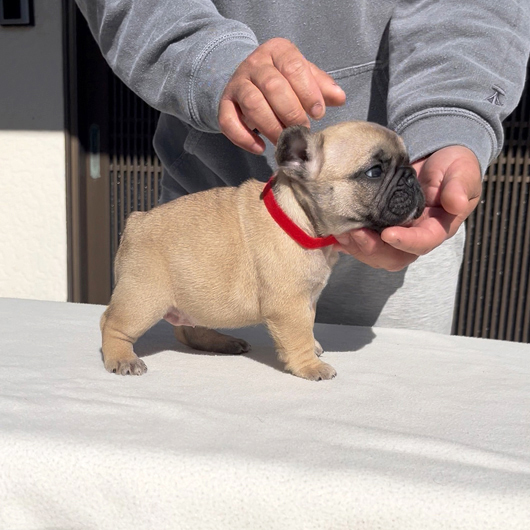 251214FWF-01可愛いお顔でコロコロボディーのフレンチブルドッグのフォーン女の子です。-2