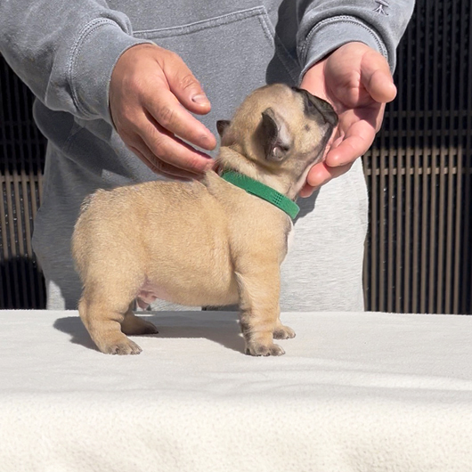 251214FWM-02可愛いお顔でコロコロボディーのフレンチブルドッグのフォーン男の子です。-2