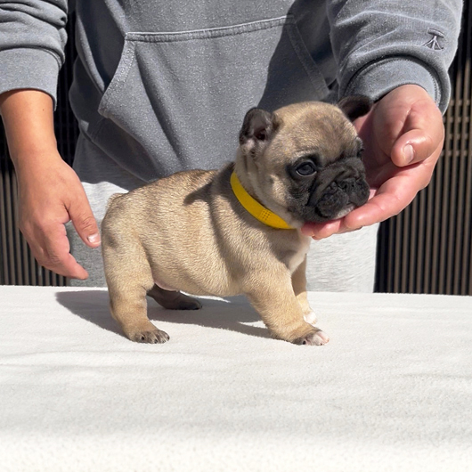 251214FWF-02可愛いお顔でコロコロボディーのフレンチブルドッグのフォーン女の子です。-2