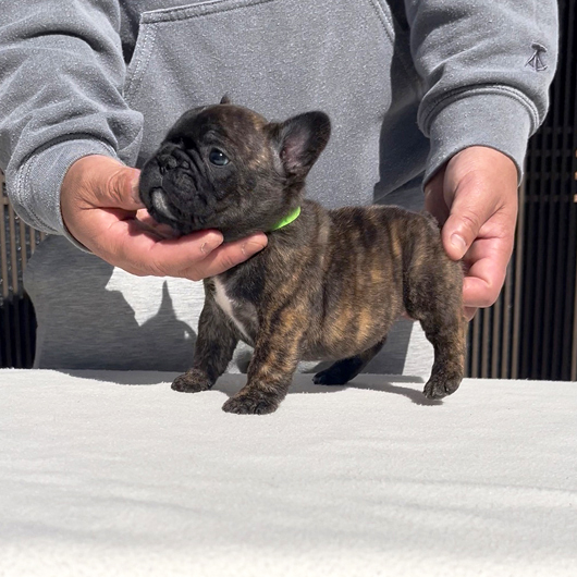 251220BRF-01可愛いお顔でコロコロボディーのフレンチブルドッグのタイガーブリンドル女の子です。-2