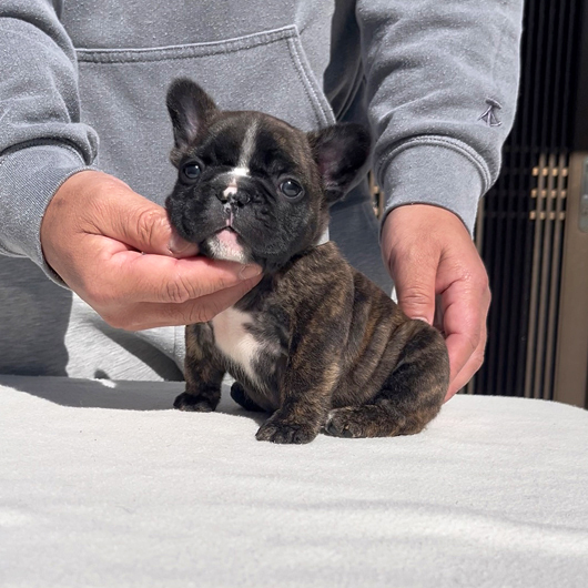 251220BRM-01可愛いお顔でコロコロボディーのフレンチブルドッグのタイガーブリンドル男の子です。-2