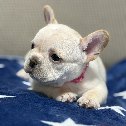 251201CRF-01アメリカ系コロコロボディーのフレンチブルドッグのクリーム女の子です。-2