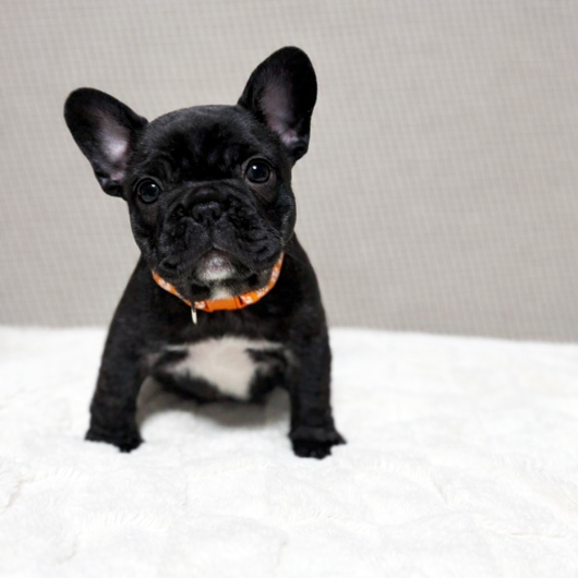 251201BRF-01アメリカ系コロコロボディーのフレンチブルドッグのブリンドル女の子です。-2