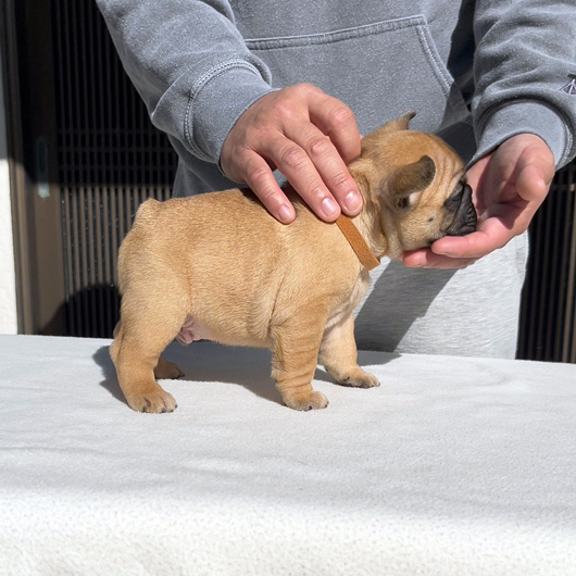 251214FWM-01可愛いお顔でコロコロボディーのフレンチブルドッグのフォーン男の子です。-3