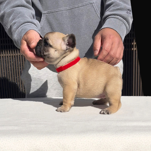 251214FWF-01可愛いお顔でコロコロボディーのフレンチブルドッグのフォーン女の子です。-3
