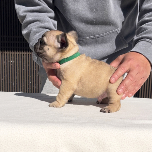 251214FWM-02可愛いお顔でコロコロボディーのフレンチブルドッグのフォーン男の子です。-3