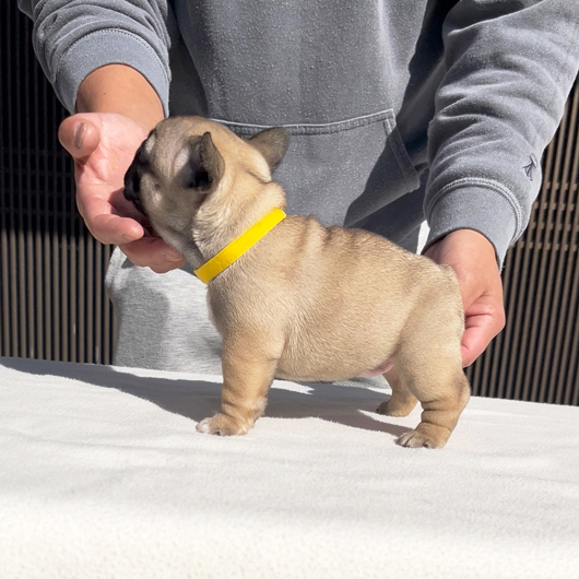 251214FWF-02可愛いお顔でコロコロボディーのフレンチブルドッグのフォーン女の子です。-3