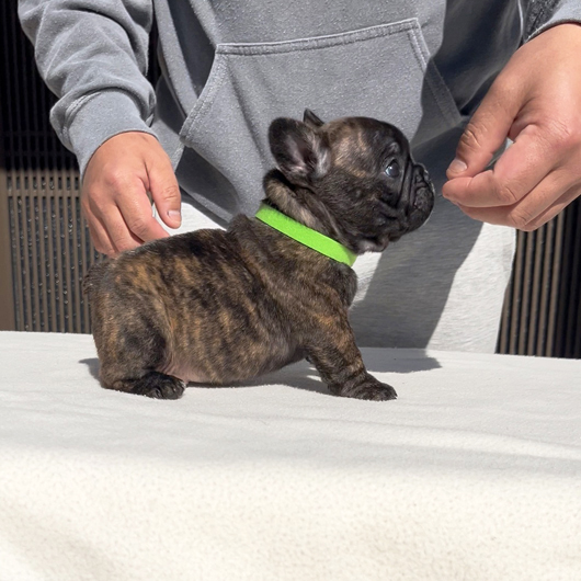 251220BRF-01可愛いお顔でコロコロボディーのフレンチブルドッグのタイガーブリンドル女の子です。-3