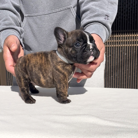 251220BRM-01可愛いお顔でコロコロボディーのフレンチブルドッグのタイガーブリンドル男の子です。-3