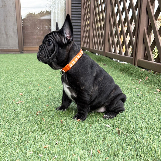 251201BRF-01アメリカ系コロコロボディーのフレンチブルドッグのブリンドル女の子です。-3