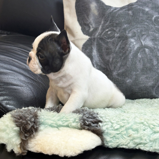 251126PDM-01可愛いお顔で綺麗な配色のフレンチブルドッグのパイド男の子です。-3