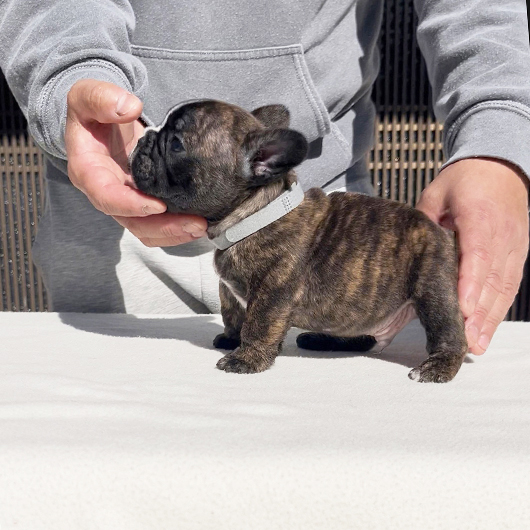 251220BRM-01可愛いお顔でコロコロボディーのフレンチブルドッグのタイガーブリンドル男の子です。-3