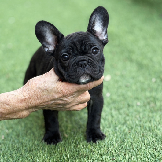 251201BRF-01アメリカ系コロコロボディーのフレンチブルドッグのブリンドル女の子です。-1