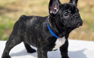 Image is not available