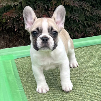 251213FPF-01可愛いお顔で綺麗な配色のフレンチブルドッグのフォーンパイド女の子です。