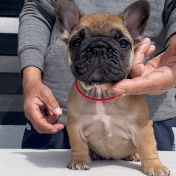 260106RFF-01アメリカ系コロコロボディーのフレンチブルドッグのレッドフォーン女の子です。