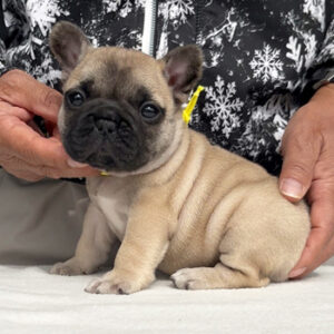 子犬販売で新しいフォーン兄妹の写真を紹介！