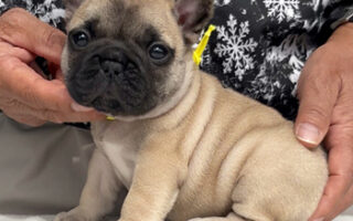 Image is not available