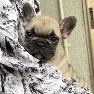 若犬販売でフォーン男の子の値段を更新！