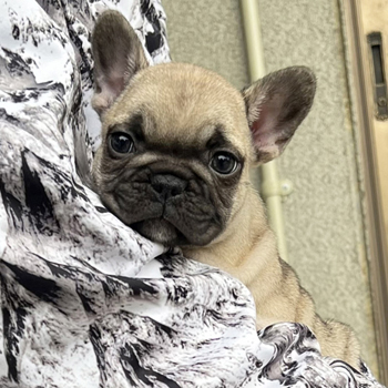 251207FWM-02可愛いお顔でコロコロボディーのフレンチブルドッグのフォーン男の子です。