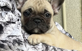 Image is not available