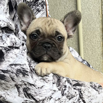 251207FWM-01可愛いお顔でコロコロボディーのフレンチブルドッグのフォーン男の子です。