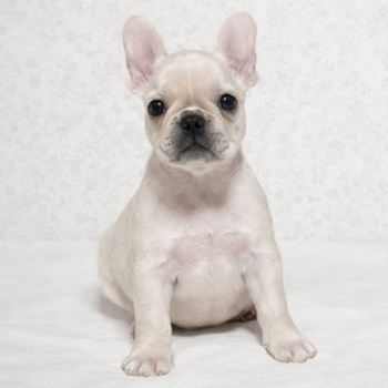 子犬販売で新しいクリーム姉妹の写真を紹介！