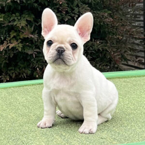 子犬販売で新しいクリーム・ブリンドル兄妹の写真を紹介！