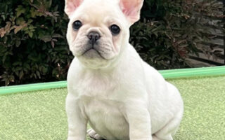 Image is not available