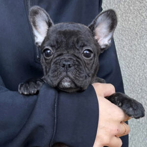 若犬販売でブリンドル女の子の写真を紹介！