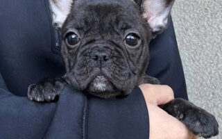 Image is not available