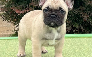 Image is not available