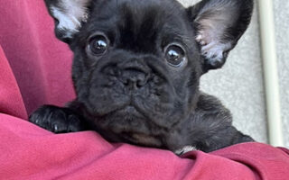 Image is not available