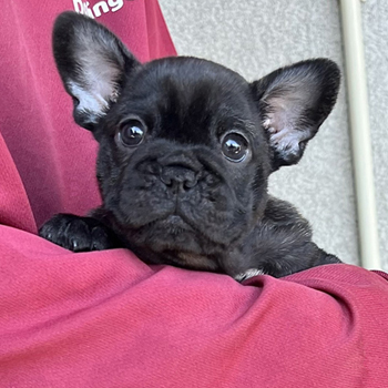 251231BRF-01アメリカ系コロコロボディーのフレンチブルドッグのブリンドル女の子です。