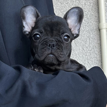 251113BRF-02可愛いお顔でコロコロボディーのフレンチブルドッグのブリンドル女の子です。