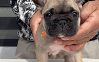 Image is not available