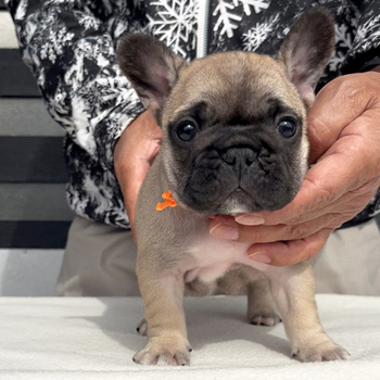 260106FWF-01アメリカ系コロコロボディーのフレンチブルドッグのフォーン女の子です。