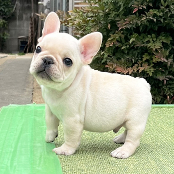 251231CRM-01アメリカ系コロコロボディーのフレンチブルドッグのクリーム男の子です。