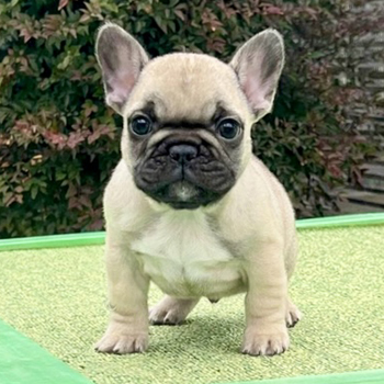 251207FWM-02可愛いお顔でコロコロボディーのフレンチブルドッグのフォーン男の子です。