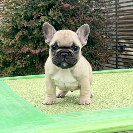 251207FWM-02可愛いお顔でコロコロボディーのフレンチブルドッグのフォーン男の子です。-1