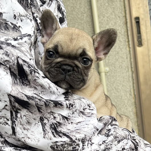 251207FWM-02W可愛いお顔でコロコロボディーのフレンチブルドッグのフォーン男の子です。-1