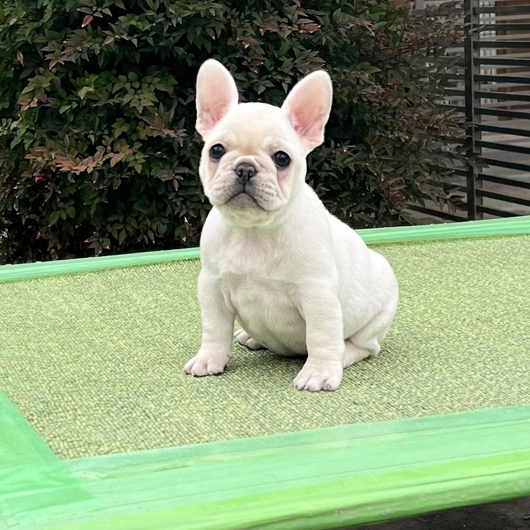251231CRF-01アメリカ系コロコロボディーのフレンチブルドッグのクリーム女の子です。-1