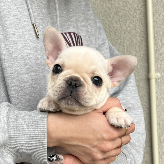 251231CRM-01アメリカ系コロコロボディーのフレンチブルドッグのクリーム男の子です。-3