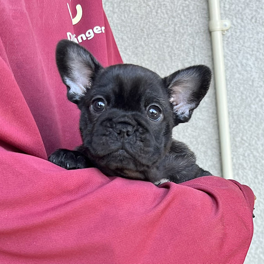 251231BRF-01アメリカ系コロコロボディーのフレンチブルドッグのブリンドル女の子です。-1