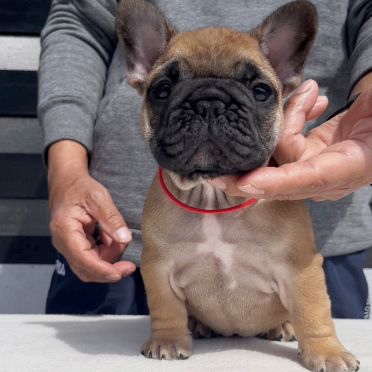 260106RFF-01アメリカ系コロコロボディーのフレンチブルドッグのレッドフォーン女の子です。-1