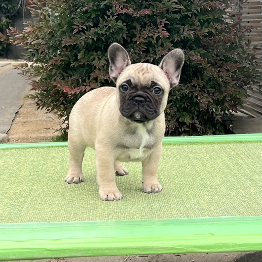 251207FWM-01可愛いお顔でコロコロボディーのフレンチブルドッグのフォーン男の子です。-1