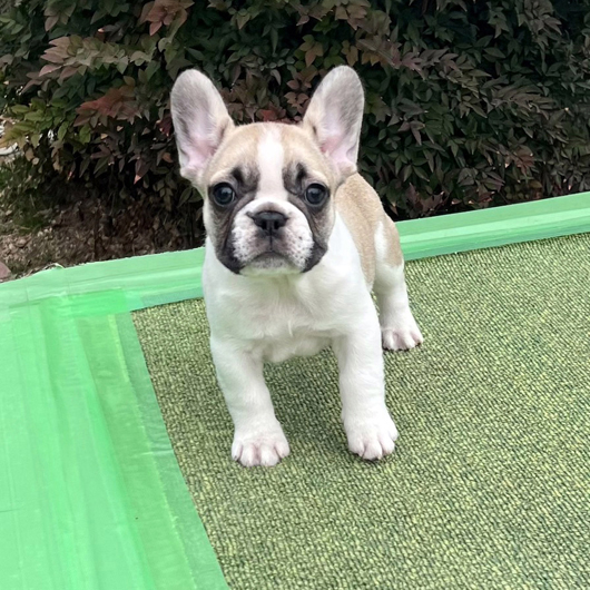 251213FPF-01可愛いお顔で綺麗な配色のフレンチブルドッグのフォーンパイド女の子です。-1
