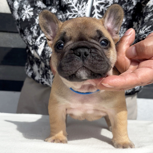260106FWM-01アメリカ系コロコロボディーのフレンチブルドッグのフォーン男の子です。-1