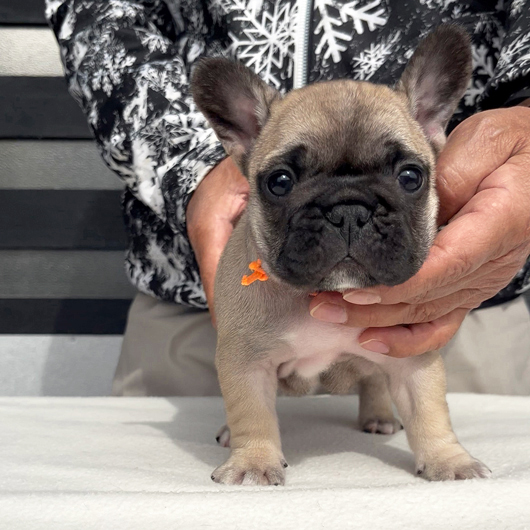 260106FWF-01アメリカ系コロコロボディーのフレンチブルドッグのフォーン女の子です。-1