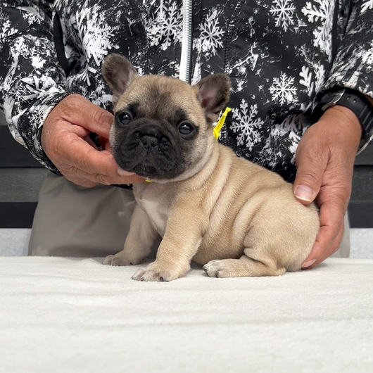 260106FWF-02アメリカ系コロコロボディーのフレンチブルドッグのフォーン女の子です。-1
